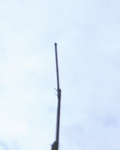 Photo of a base scanner antenna